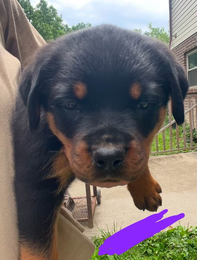 Rottweiler Puppies media 19