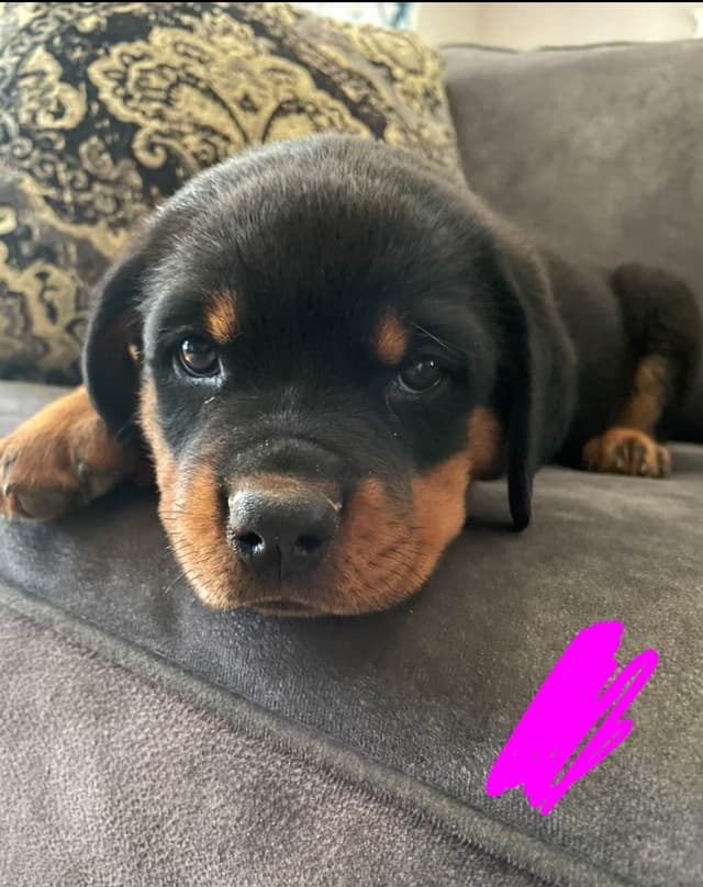Rottweiler Puppies media 20