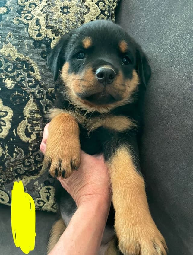 Rottweiler Puppies media 21