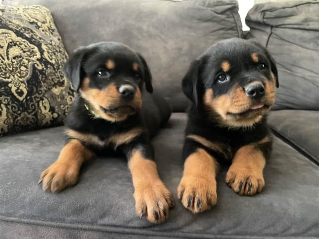 Rottweiler Puppies media 22