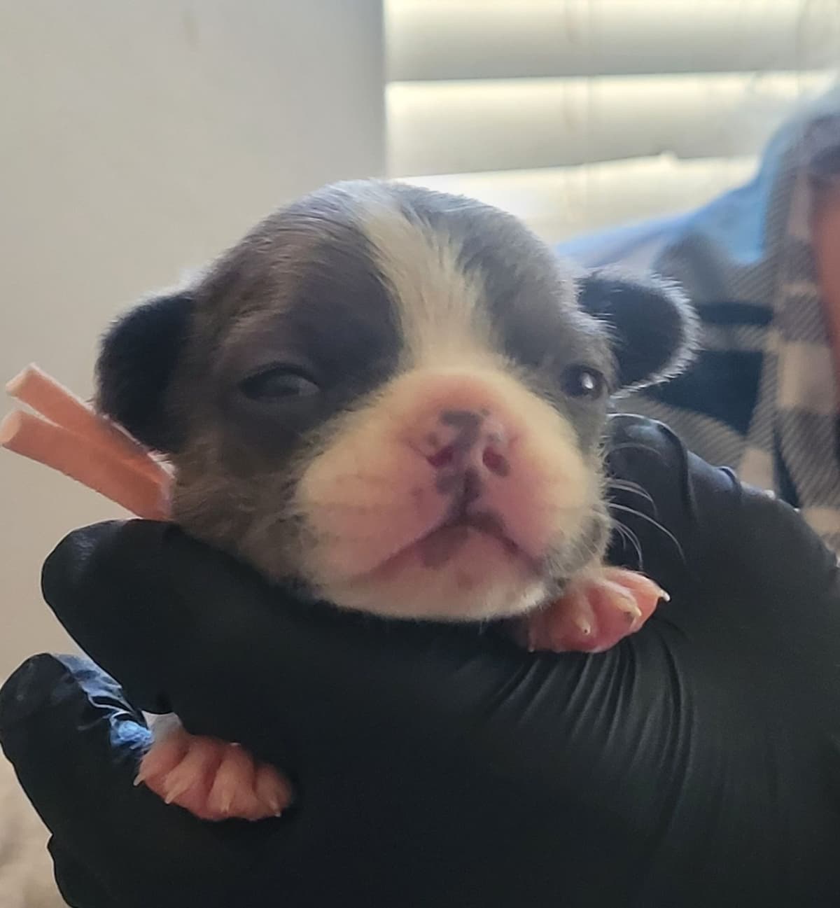 French Bulldog Puppies breeder image 1