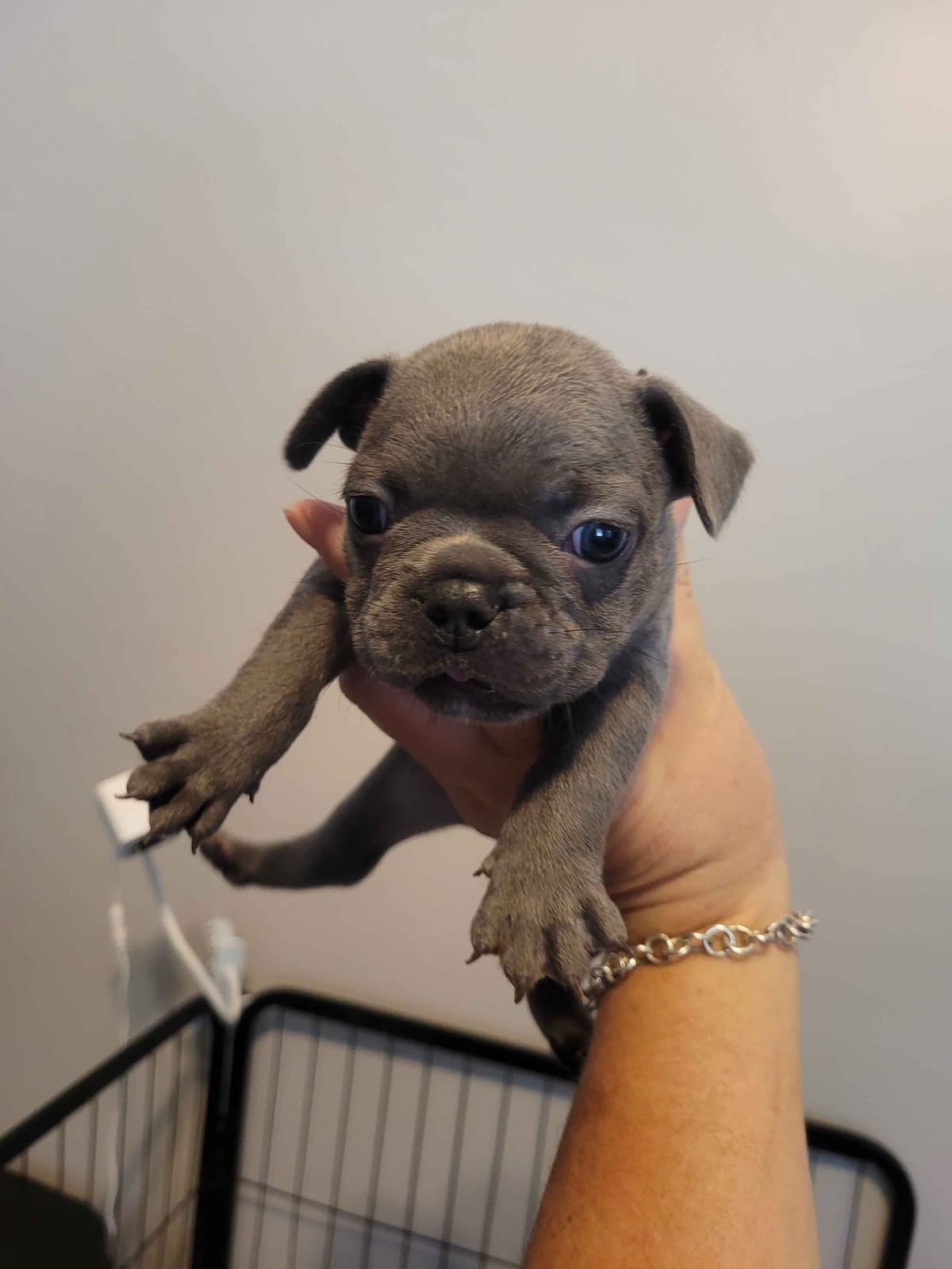 French Bulldog Puppies breeder image 2