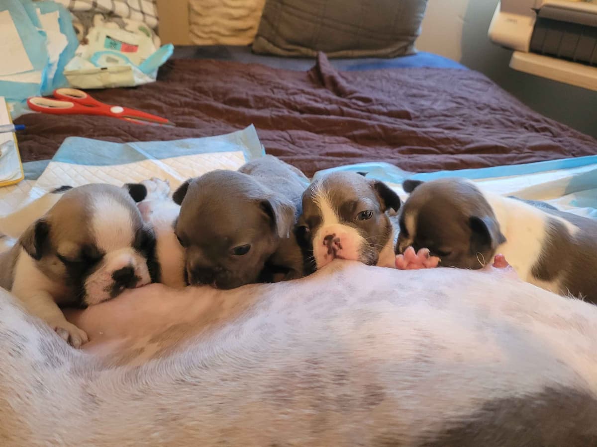 French Bulldog Puppies breeder image 3