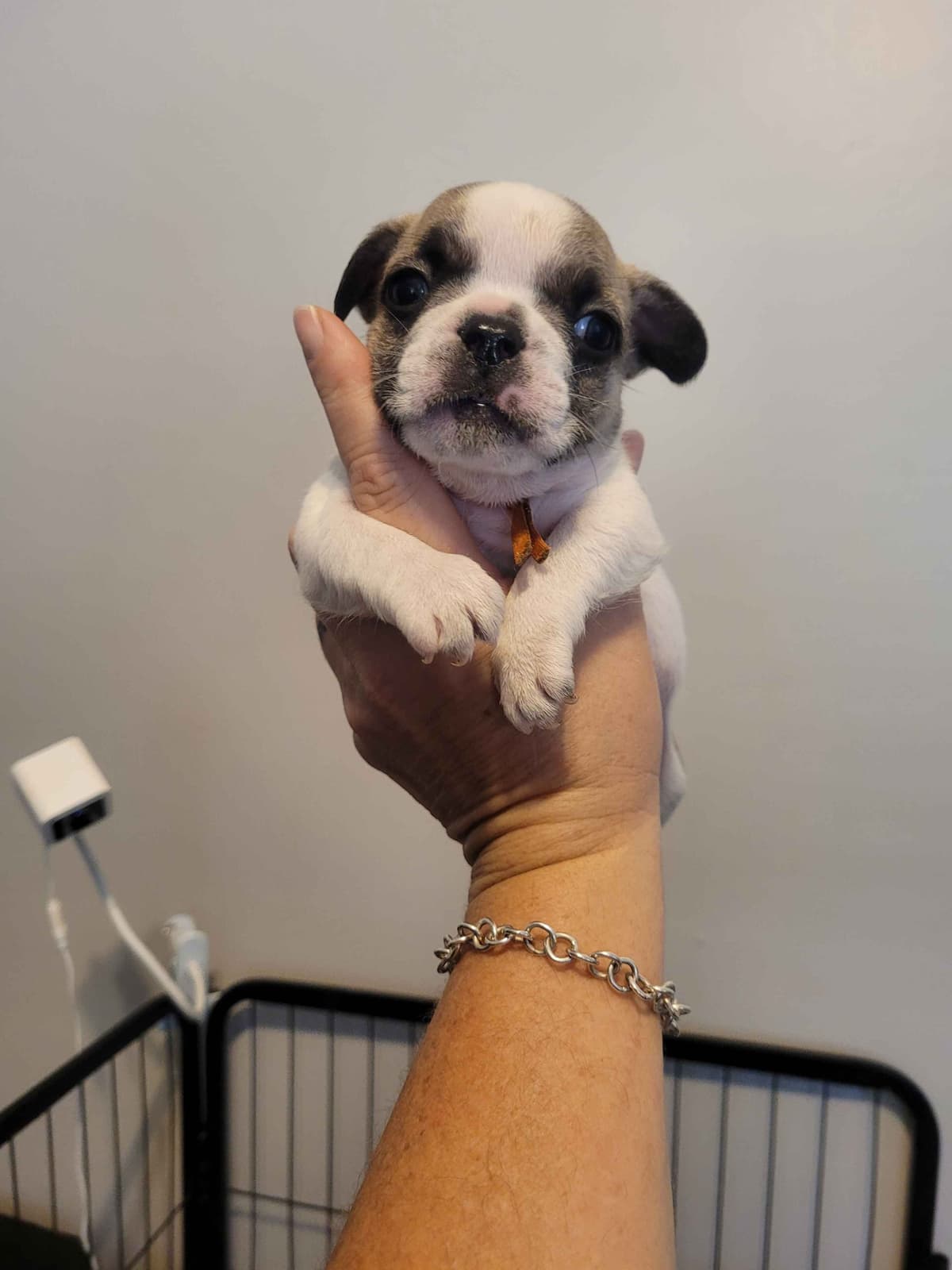 French Bulldog Puppies breeder image 4