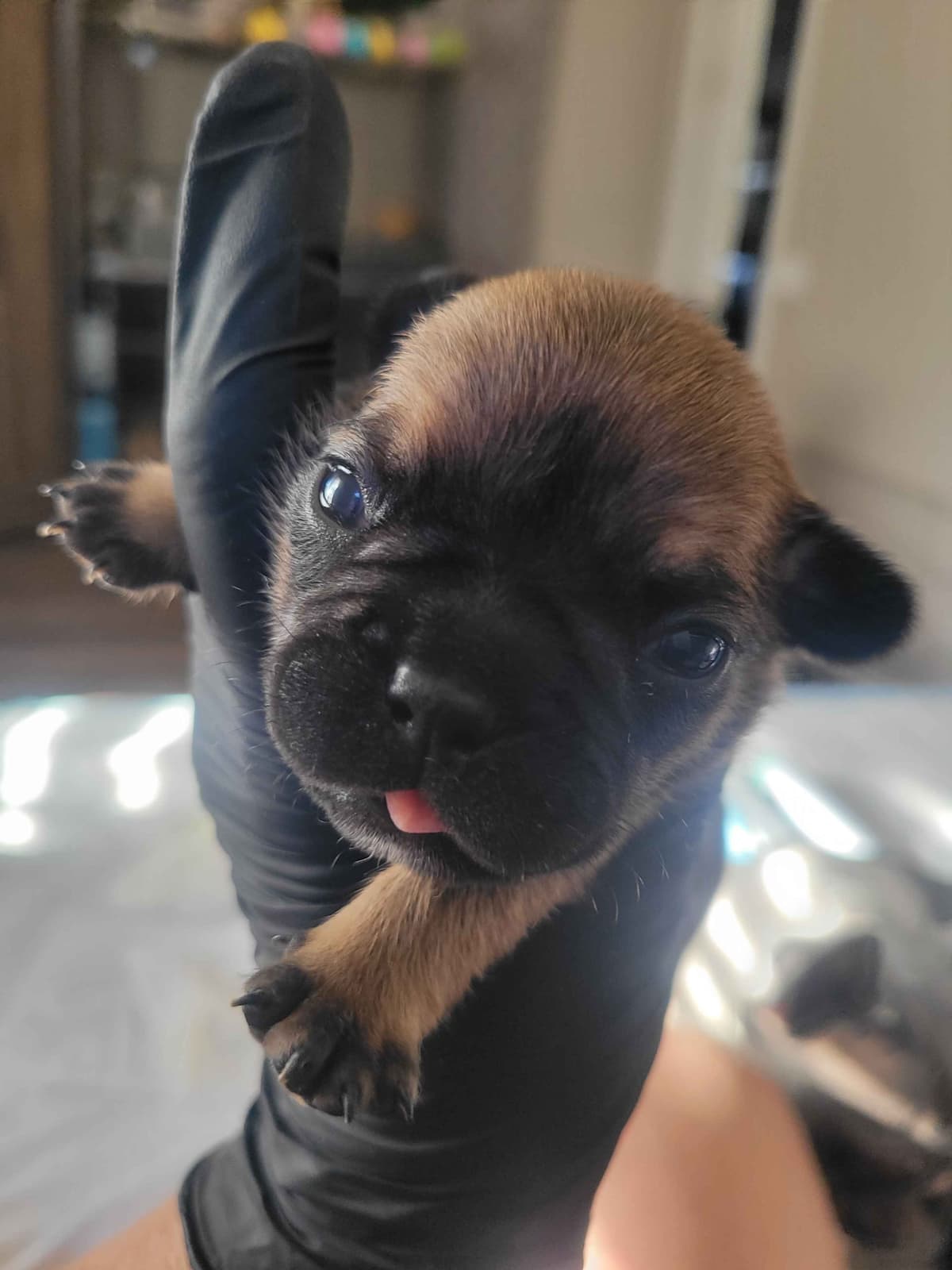 French Bulldog Puppies breeder image 5