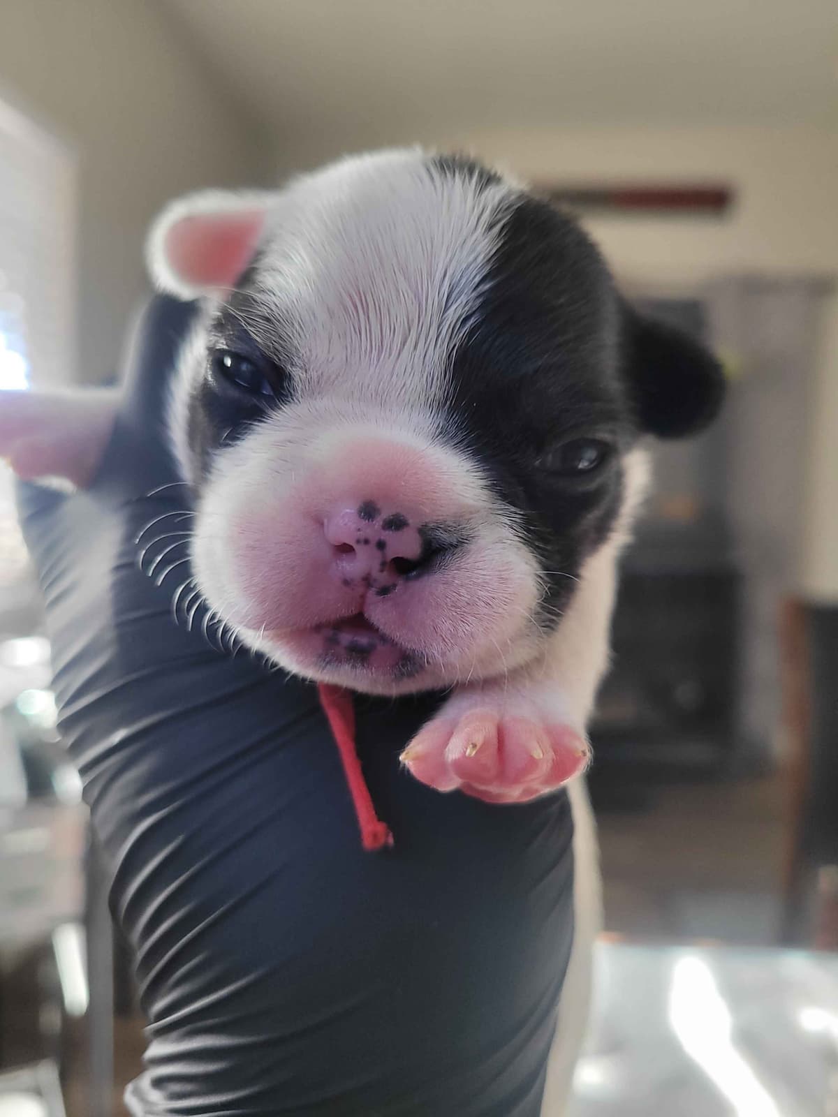 French Bulldog Puppies breeder image 6