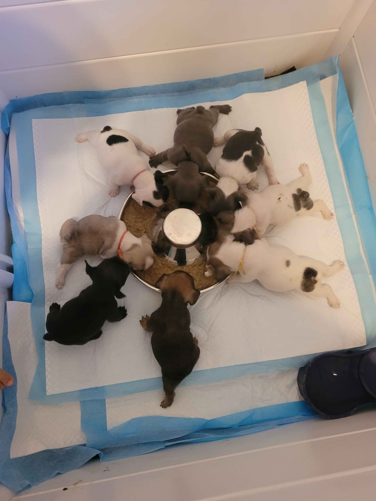 French Bulldog Puppies breeder image 8