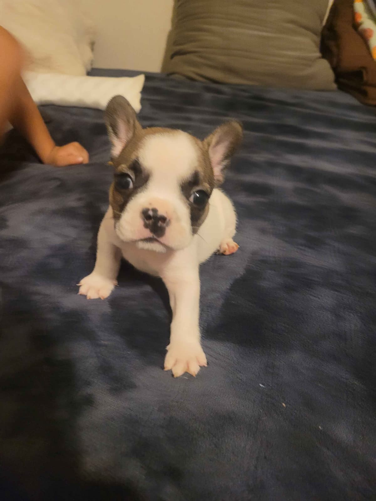 French Bulldog Puppies breeder image 7