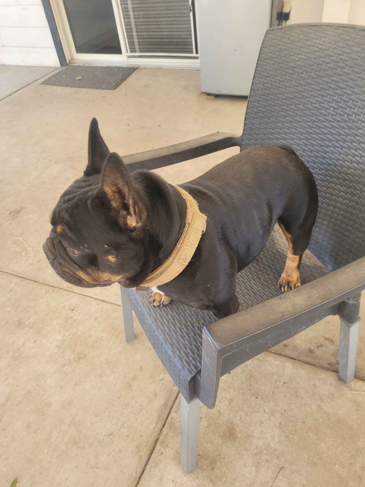French Bulldog Puppies breeder image 10