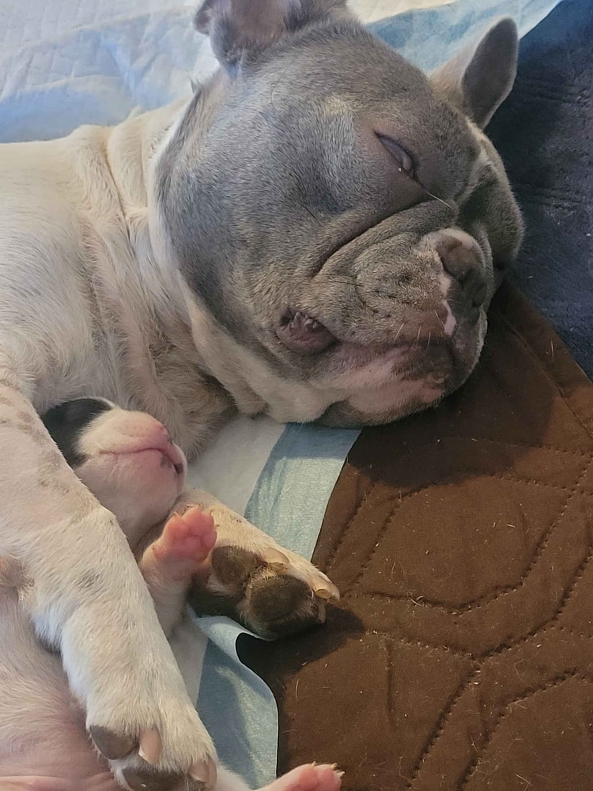 French Bulldog Puppies breeder image 11