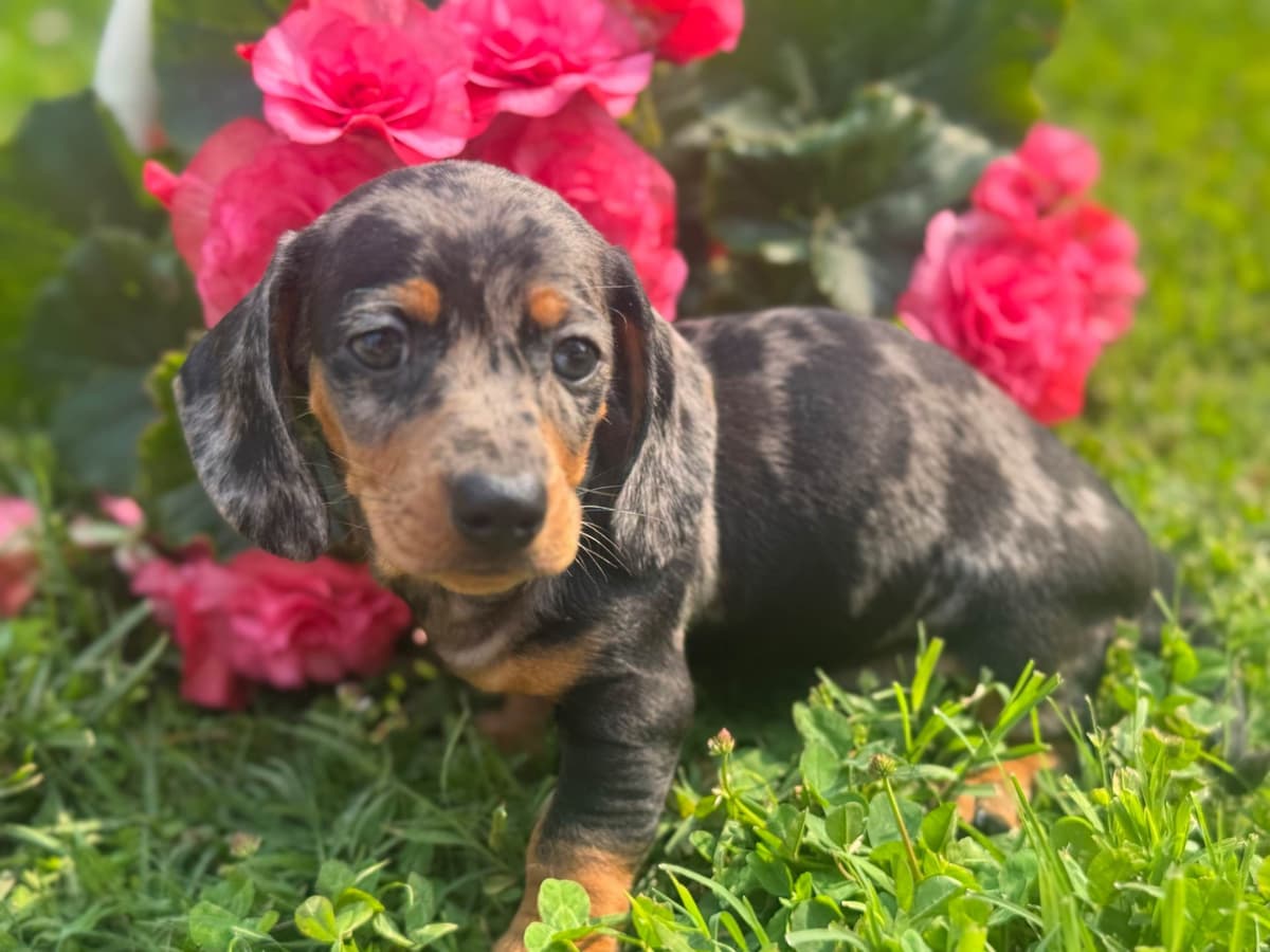 Dachshund Puppies breeder image 2