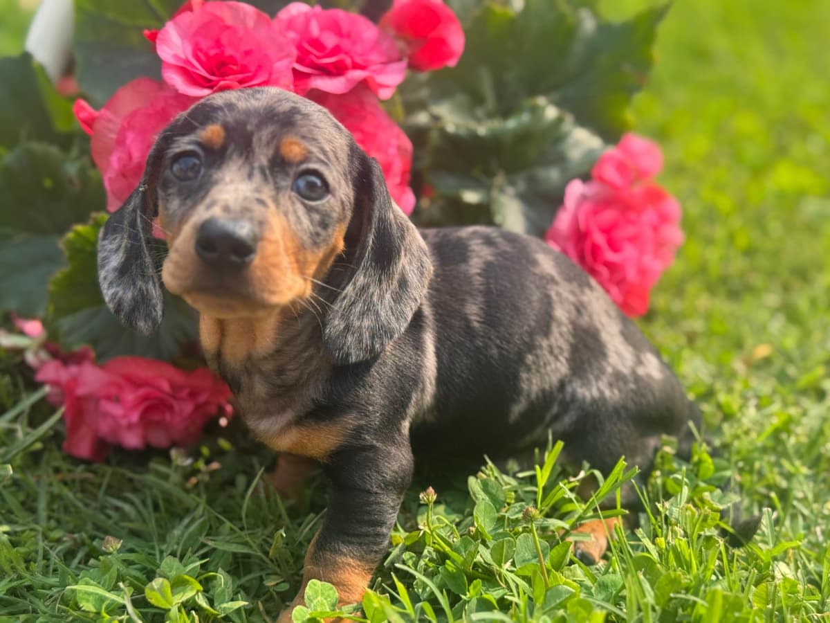 Dachshund Puppies breeder image 1