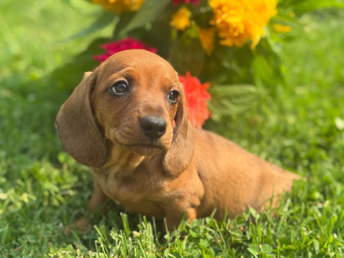 Dachshund Puppies breeder image 3