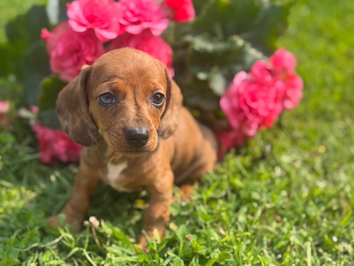 Dachshund Puppies breeder image 4