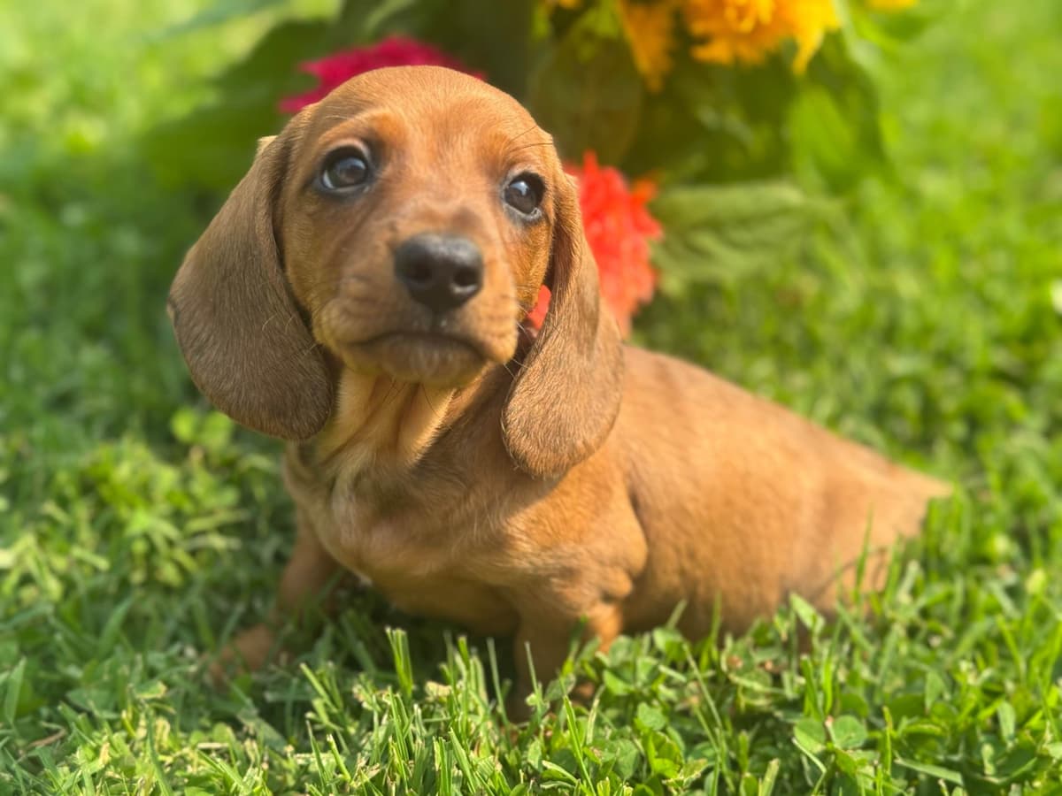 Dachshund Puppies breeder image 6