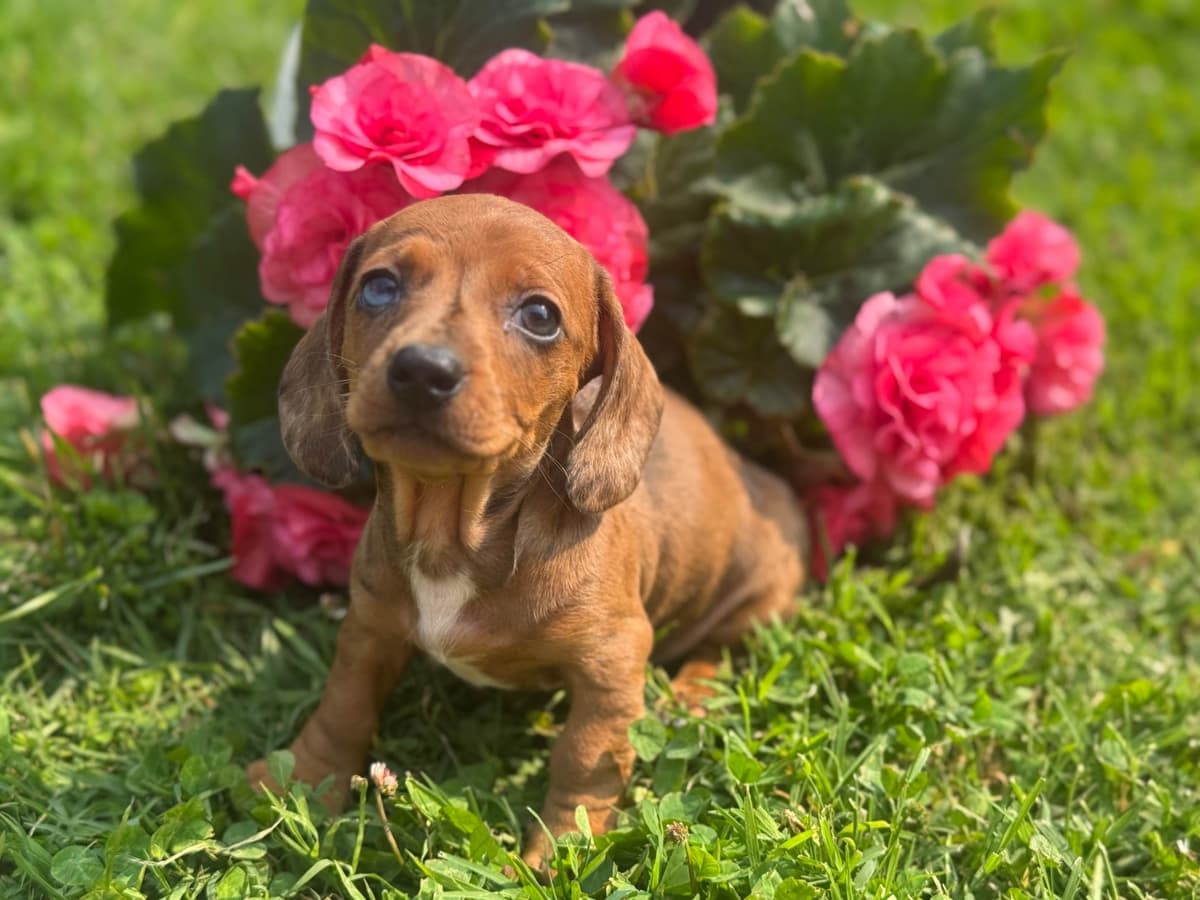 Dachshund Puppies breeder image 5