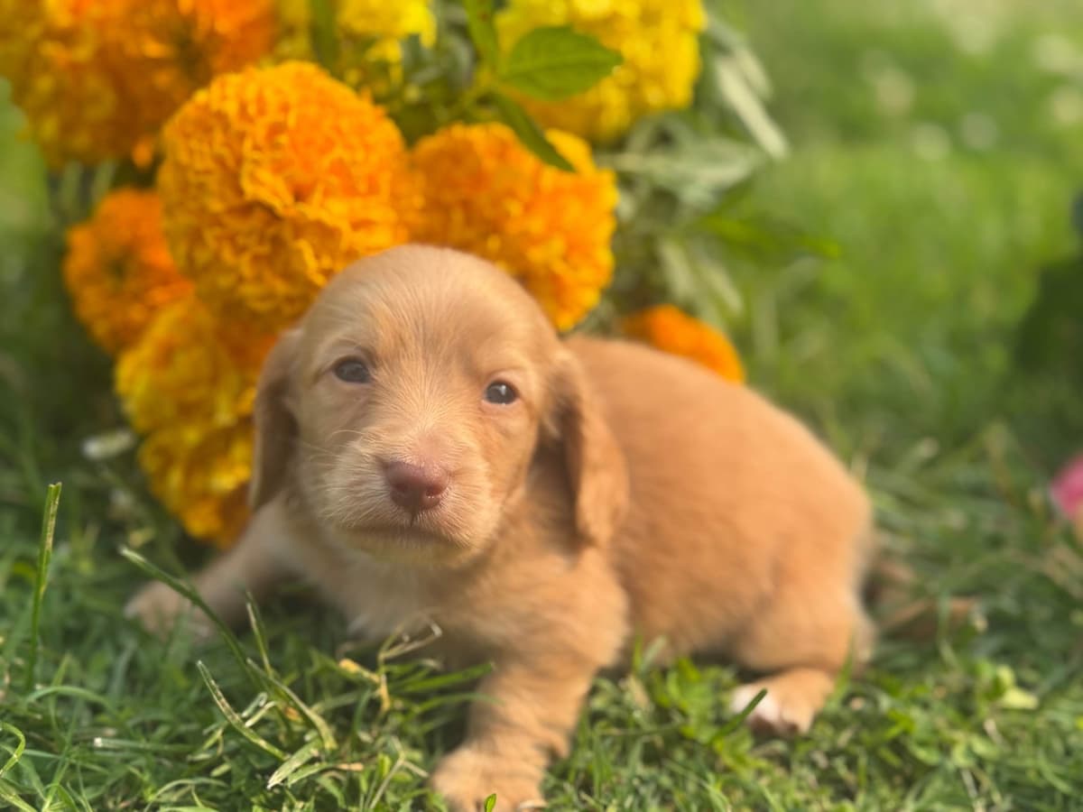Dachshund Puppies breeder image 9
