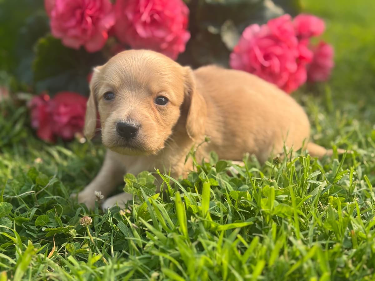 Dachshund Puppies breeder image 10