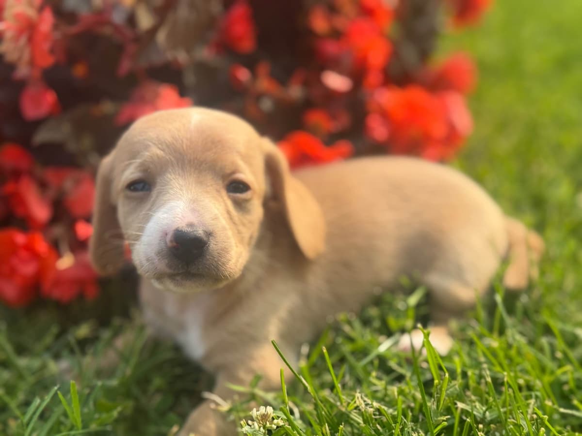Dachshund Puppies breeder image 13