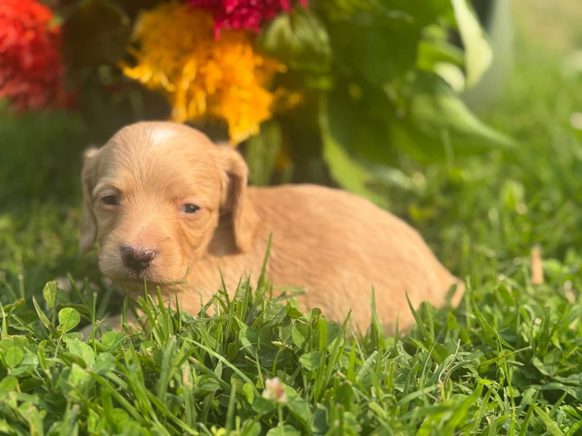 Dachshund Puppies breeder image 11