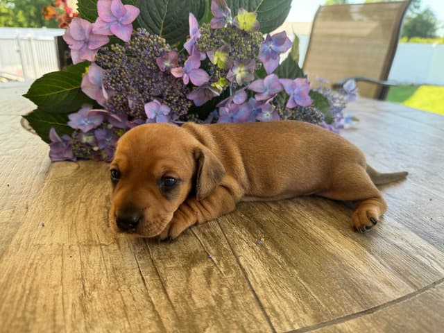 Dachshund Puppies media 2