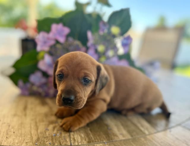Dachshund Puppies media 3