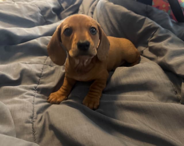 Dachshund Puppies media 4