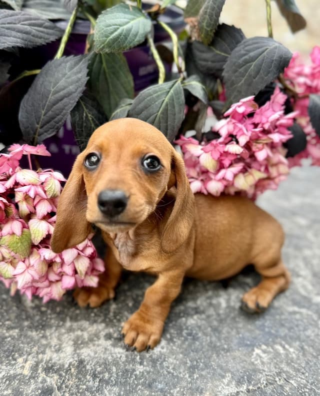 Dachshund Puppies media 5