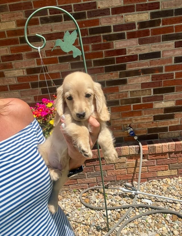 Dachshund Puppies media 6