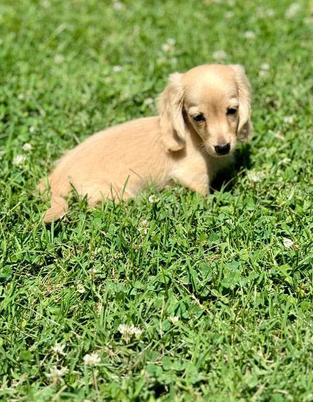 Dachshund Puppies media 7