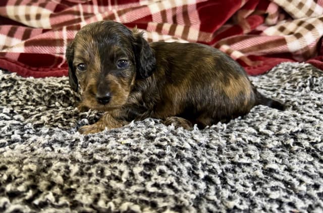 Dachshund Puppies media 8