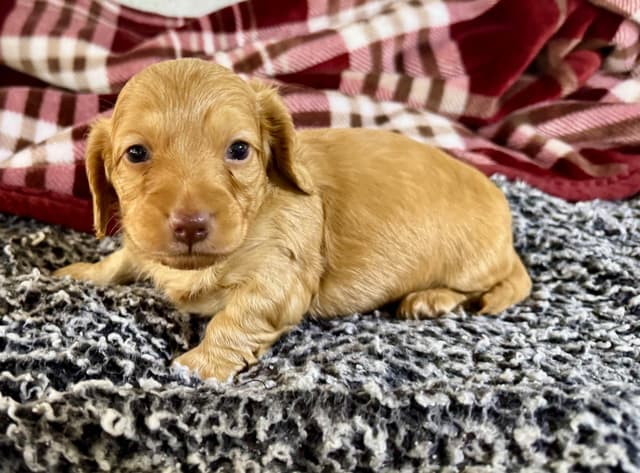Dachshund Puppies media 9