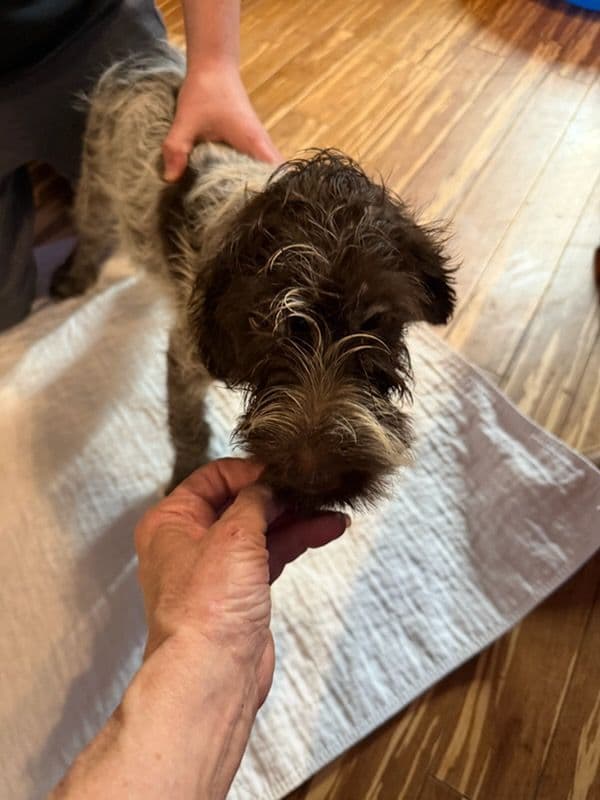 Wirehaired Pointing Griffon Puppies AKC media 2