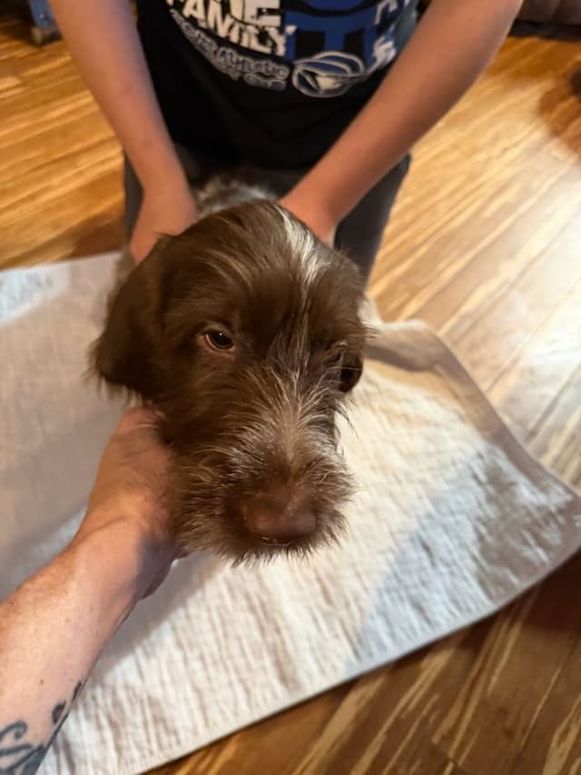 Wirehaired Pointing Griffon Puppies AKC media 4