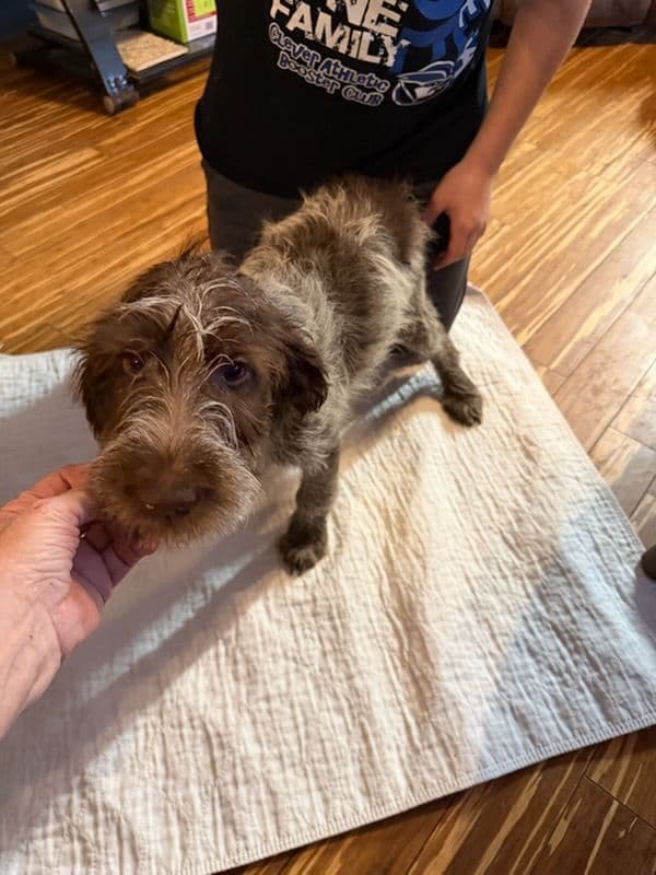 Wirehaired Pointing Griffon Puppies AKC media 5