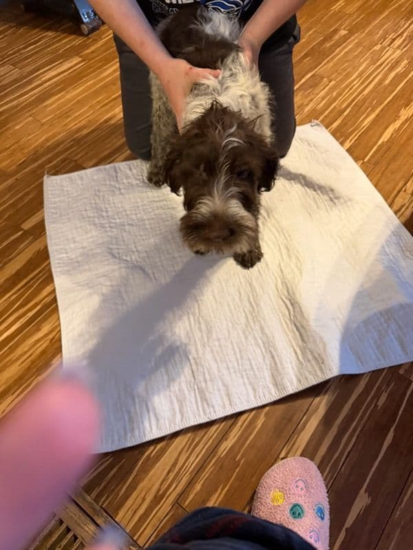 Wirehaired Pointing Griffon Puppies AKC media 3