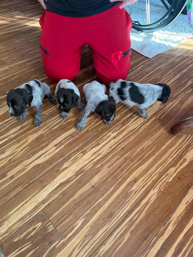 Wirehaired Pointing Griffon Puppies AKC media 2