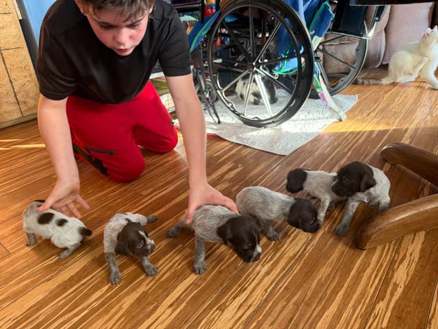 Wirehaired Pointing Griffon Puppies AKC media 3