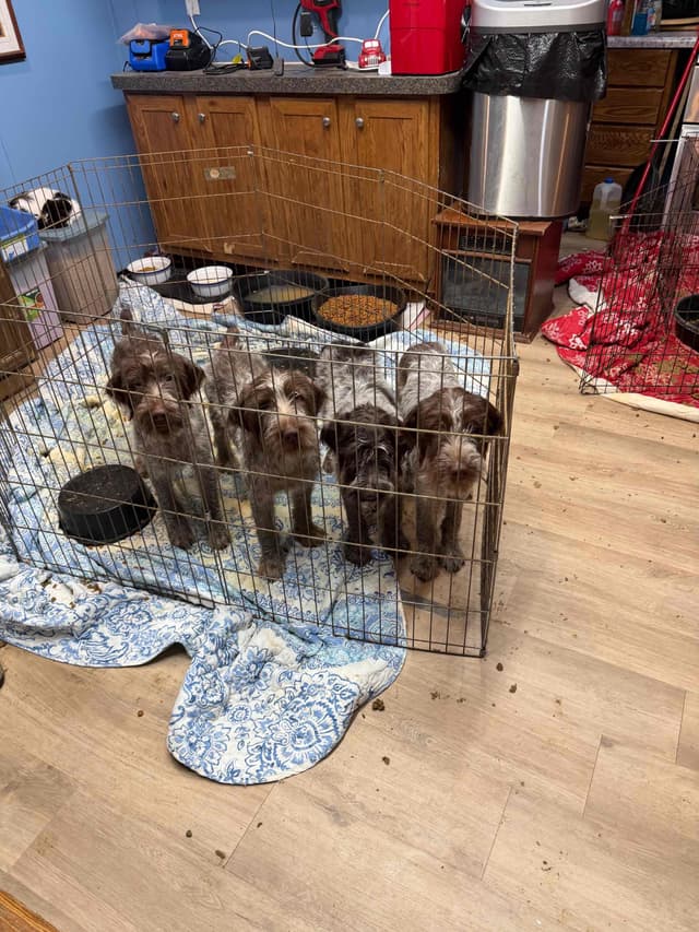 Wirehaired Pointing Griffon Puppies AKC media 6
