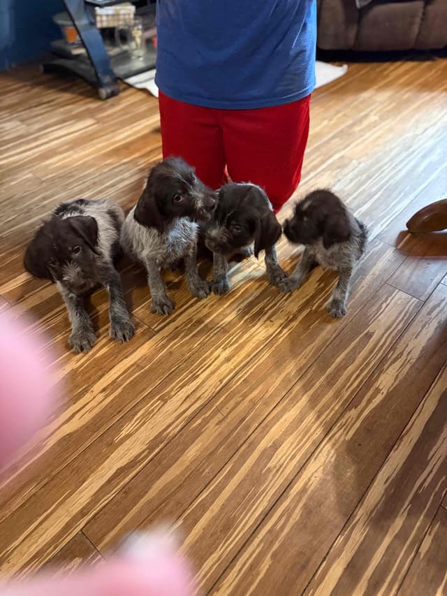 Wirehaired Pointing Griffon Puppies AKC media 5
