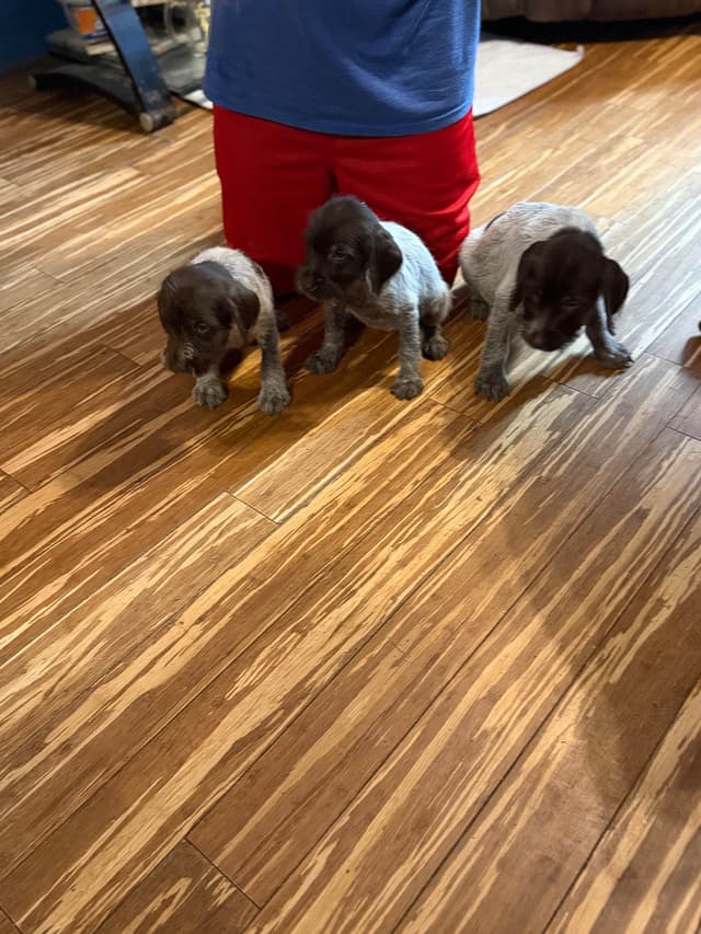 Wirehaired Pointing Griffon Puppies AKC media 6