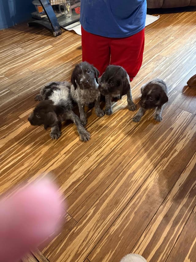 Wirehaired Pointing Griffon Puppies AKC media 9