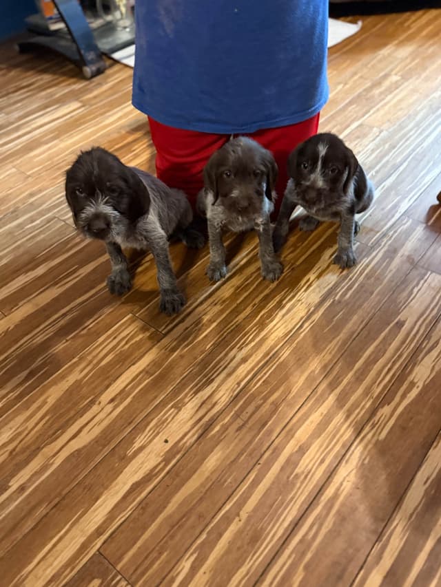 Wirehaired Pointing Griffon Puppies AKC media 11