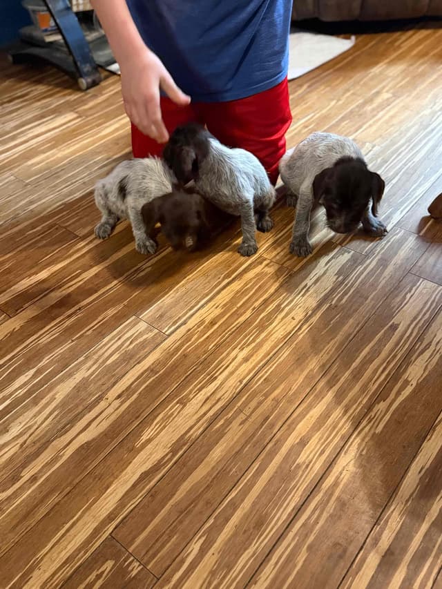 Wirehaired Pointing Griffon Puppies AKC media 13