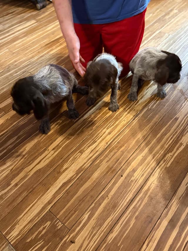 Wirehaired Pointing Griffon Puppies AKC media 14