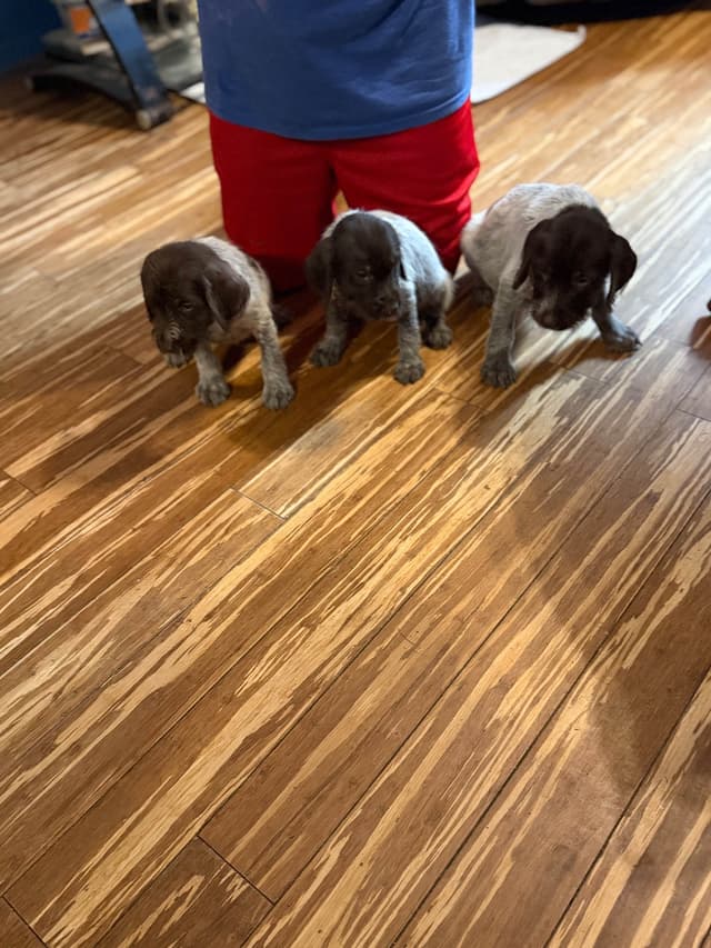Wirehaired Pointing Griffon Puppies AKC media 12