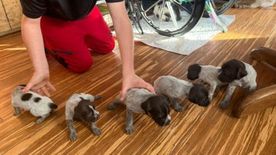 Wirehaired Pointing Griffon Puppies AKC breeder image 1