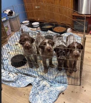 Wirehaired Pointing Griffon Puppies AKC breeder image 2