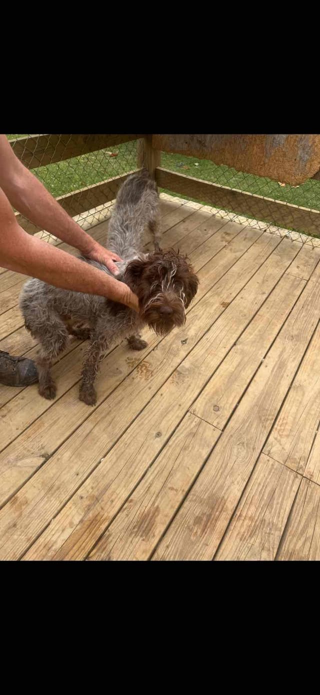 Wirehaired Pointing Griffon Puppies AKC media 8
