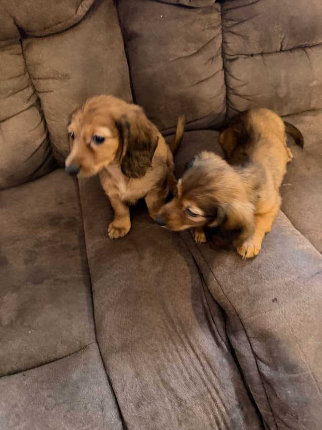 Wirehaired Pointing Griffon Puppies AKC media 10